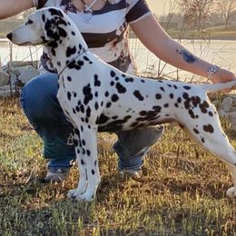 Dalmatians and Shetland Sheepdogs from Karmayne Kennels