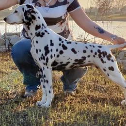 Dalmatians and Shetland Sheepdogs from Karmayne Kennels