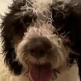 Remi - Brown Lagotto Romagnolo puppy in Summerfield, Florida from House Woller Lagotto
