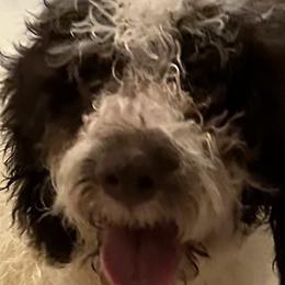 Remi - Brown Lagotto Romagnolo puppy in Summerfield, Florida from House Woller Lagotto