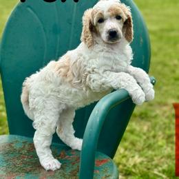 Fox - Cream female Poodle puppy in Ardmore, Oklahoma from The Poodles of Green Acres
