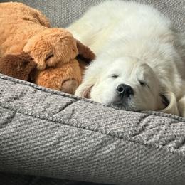 Golden Retriever Puppies from Fiddle In Gold Retrievers
