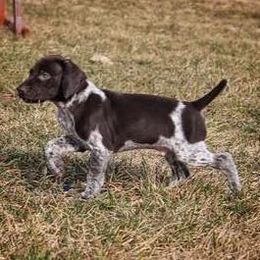 German Shorthaired Pointers from Timber Hill