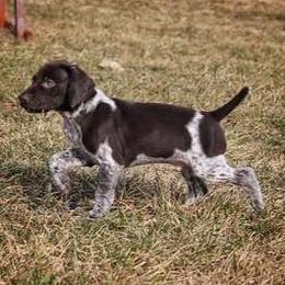 German Shorthaired Pointers from Timber Hill