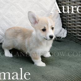 Aurora - Red female Pembroke Welsh Corgi puppy in Bend, Oregon from Highland Meadow Corgis