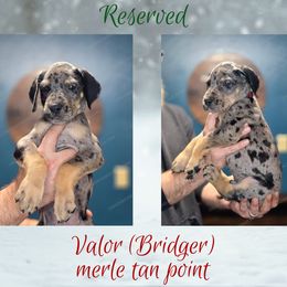 Valor - Merle male Great Dane puppy in Roseau, Minnesota from UNDAD'S KENNELS