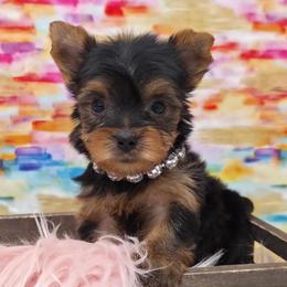 Maggie - Blue and gold female Yorkshire Terrier puppy in Monticello, Iowa from Ashley’s Puppies