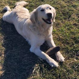 Golden Retriever and Havanese All Grown Up from Starrdust Goldens