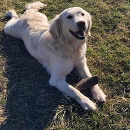 Golden Retriever and Havanese All Grown Up from Starrdust Goldens