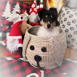 Collie Puppies from Cold Mountain Collies