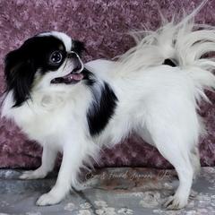 Primrose - Japanese Chin