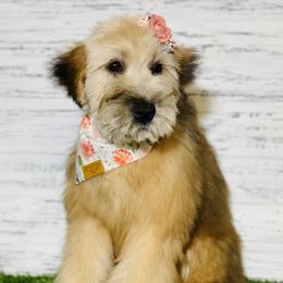 Tallulah - Soft Coated Wheaten Terrier