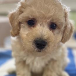 Sutton - Apricot male Maltipoo puppy in Colonial Beach, Virginia from BeachRidge Pups