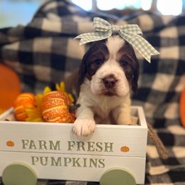 Rosie - Liver white and tan female English Springer Spaniel puppy in Cookeville, Tennessee from Krossroads Kennel