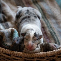 Collie puppies from Redside Rough Collies