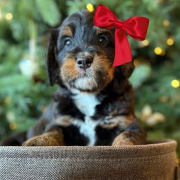 Paisley- pink collar - Tri-color female Bernedoodle puppy in Yuciapa, California from AlltheDoodlez_