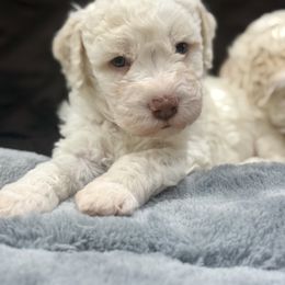 Stella - Orange female Lagotto Romagnolo puppy in Ashland, Ohio from SS Australian Shepherds