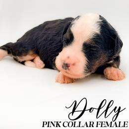 Dolly - Tri-color female Bernedoodle puppy in Tipton, Indiana from Country Creek Doodles
