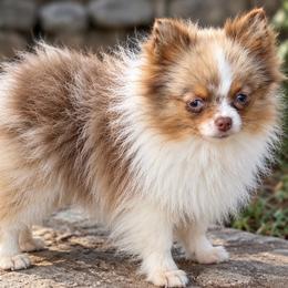 Biscotti - Beaver and Tan Merle Parti Female - Chocolate merle female Pomeranian puppy in Buck Valley, Pennsylvania from Buck Valley Pomeranians