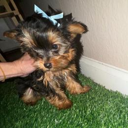 Girl 1 - Black and gold female Yorkshire Terrier puppy in Chino Hills, California from Chino Hills Yorkies