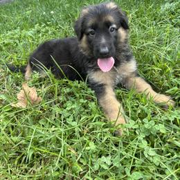 Big girl - Black and tan female German Shepherd puppy in Pemberton, New Jersey from Mercer GSD's