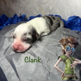 Clank - White merle male American Corgi puppy in Valley, Washington from Corgis of the Mountain Valley