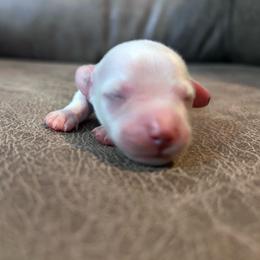 Tim - Cream male Dachshund puppy in Spring Creek, Nevada from Hobby Horse Mini Doxies