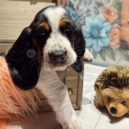 Violet - Black white and brown female Basset Hound puppy in Hodges, South Carolina from Blooming Bassets