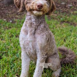 Kylie - Bernedoodle