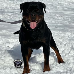 Susie - Rottweiler
