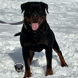 Susie - Rottweiler