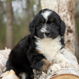 Lavender - Black tri-color female Aussiedoodle puppy in Lancaster, Minnesota from Finney Ranch