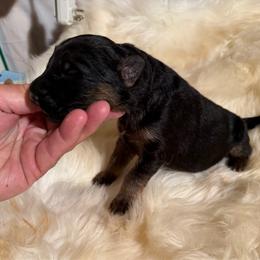 Bravo - Black and red male German Shepherd puppy in Pueblo West, Colorado from 5 Star German Shepherds aka Martin Family German Shepherds