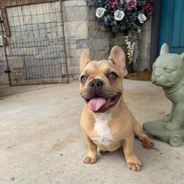 Fawn girl - Blue fawn female French Bulldog puppy in Piedmont, Oklahoma from 5A Frenchies