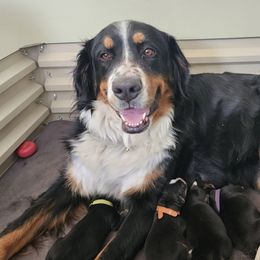 Bernese Mountain Dogs from Kellers Cottage Berners