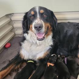 Bernese Mountain Dogs from Kellers Cottage Berners