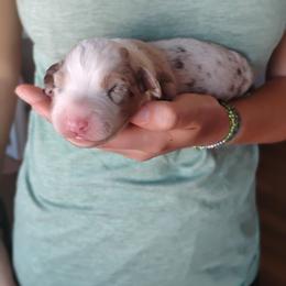 Girl 2 - Red merle female Aussiedoodle puppy in Apache Junction, Arizona from Loving Doodle