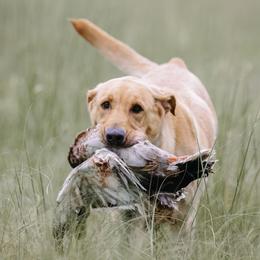 King - Labrador Retriever