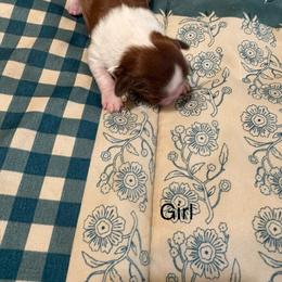 Girl 3 - Liver and white female Shih Tzu puppy in Temple, Pennsylvania from Kathy Diego's Shih Tzus