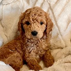 Bernedoodle and Goldendoodle Puppies from Gracie's Goldendoodles and Bernedoodles