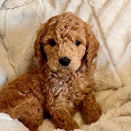 Bernedoodle and Goldendoodle Puppies from Gracie's Goldendoodles and Bernedoodles