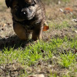 German Shepherd Puppies from StaFra German Shepherd Dogs