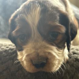 Jake - Liver white and tan male English Springer Spaniel puppy in Coeur D'alene, Idaho from Springer Hollow