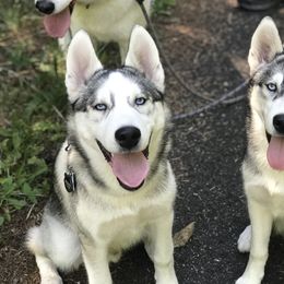 Siberian Husky Puppies from KPM Siberians