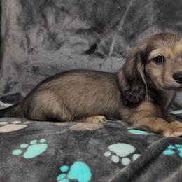 Silas the Shaded Cream Boy - Cream male Dachshund puppy in Pelion, South Carolina from Doitsujin Dachshunds
