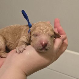 Joey- Blue collar - Apricot male Goldendoodle puppy in Summerville, South Carolina from Channys Doodles