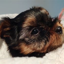 Yorkshire Terrier Puppies from Bayview Yorkies