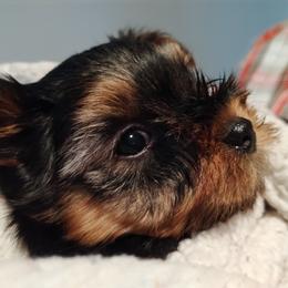 Yorkshire Terrier Puppies from Bayview Yorkies
