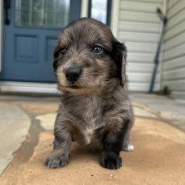 Poppy - Dapple female Dachshund puppy in Cleveland, Georgia from Memaw’s Minis Babies Doxies