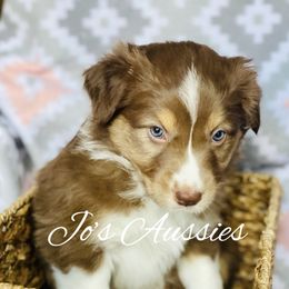 Australian Shepherd Puppies from Jo’s Aussies
